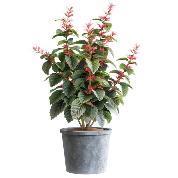 PSD potted_flower_plant_acalypha_hispida cutout archviz psd