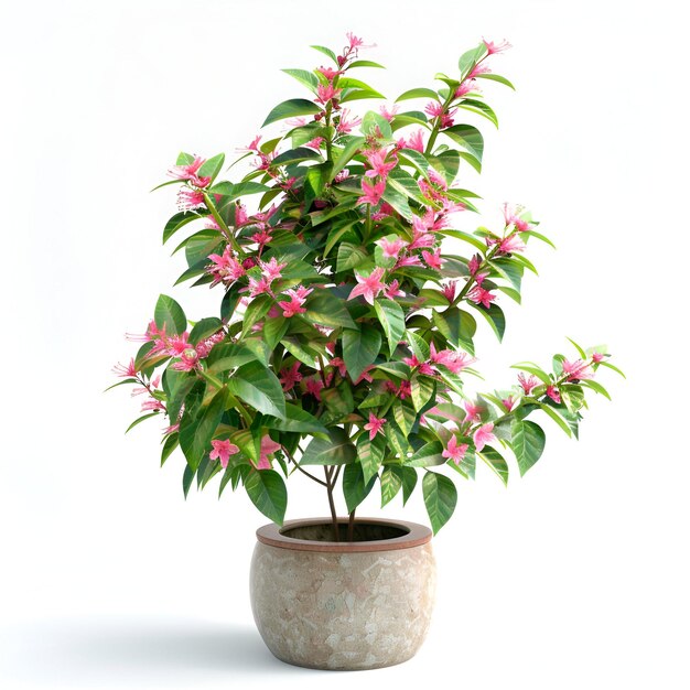 PSD potted_flower_plant_acalypha_hispida cutout archviz psd