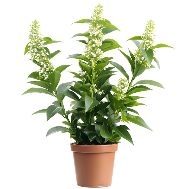 PSD potted_flower_plant_callisia_fragrans cutout archviz psd