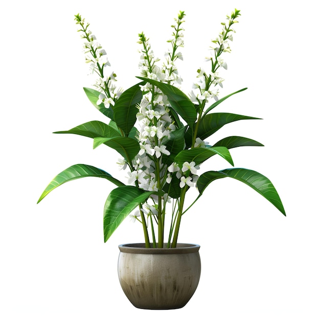 PSD potted_flower_plant_callisia_fragrans cutout archviz psd