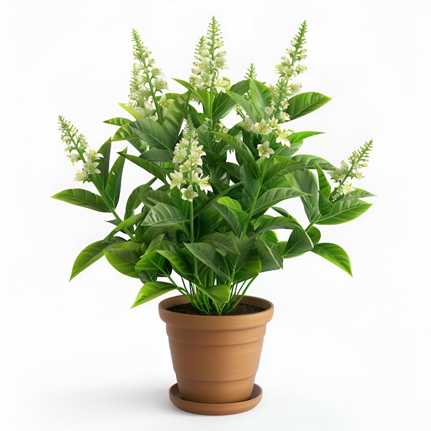 PSD potted_flower_plant_callisia_fragrans cutout archviz psd