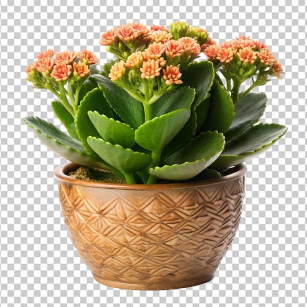 PSD a potted kalanchoe lariniata is a lovely decorative plant in the house yard isolated on transparent background