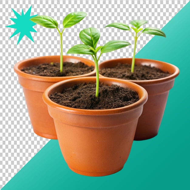 potted plant seedlings isolated on transparent background