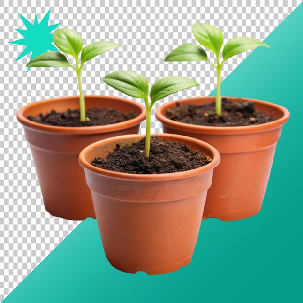 potted plant seedlings isolated on transparent background