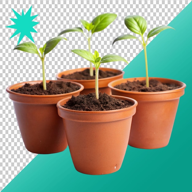 potted plant seedlings isolated on transparent background