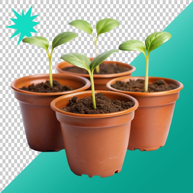 potted plant seedlings isolated on transparent background