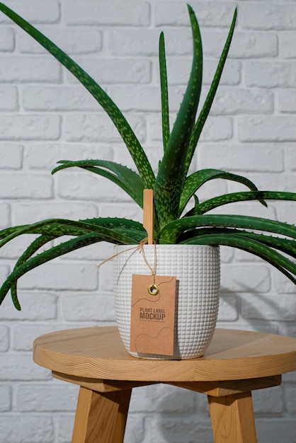 Potted plant with label