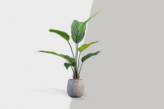 Potted plants in 3d rendering isolated