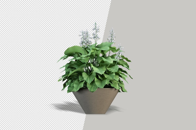 Potted plants flowers in 3d rendering isolated