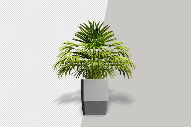 Potted plants flowers in 3d rendering isolated