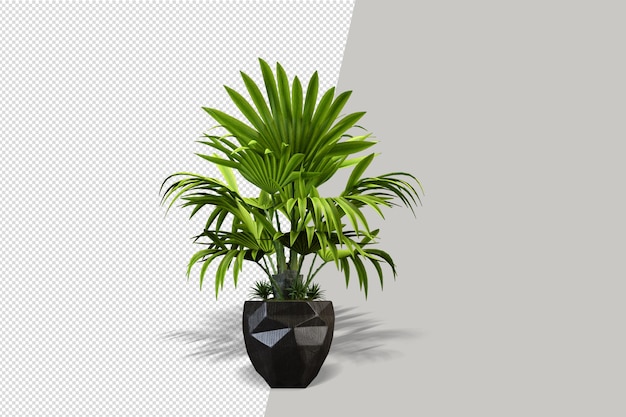 Potted plants flowers in 3d rendering isolated