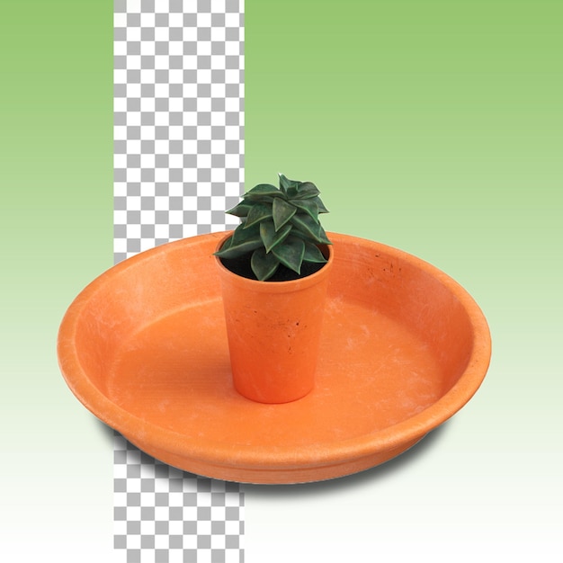 Potted small plant for home decoration concept