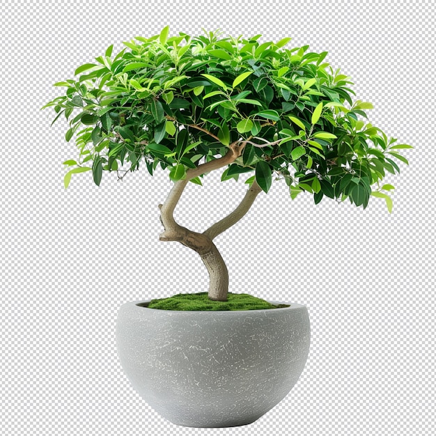 a potted tree with a pot with a plant in it