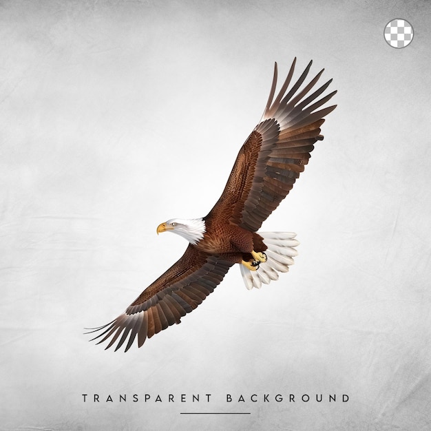 PSD powerful eagle in flight isolated on transparent background