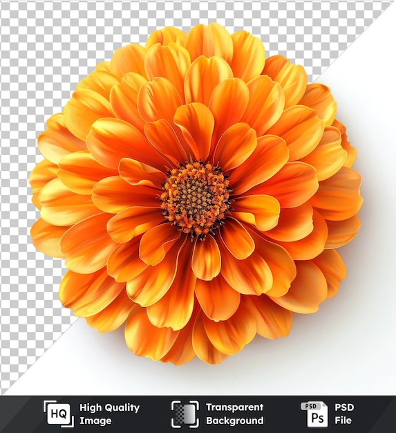 premium elegant gold marigold with a shimmering center set isolated on transparent background