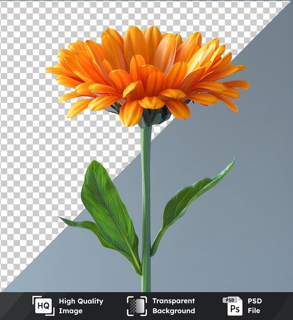 premium of high quality psd calendula png and psd images featuring a vibrant orange flower with yellow and orange petals surrounded by lush green leaves set against a clear blue