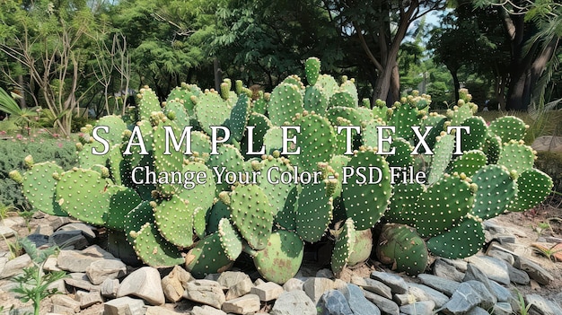 PSD prickly pear cactus patch in a garden setting