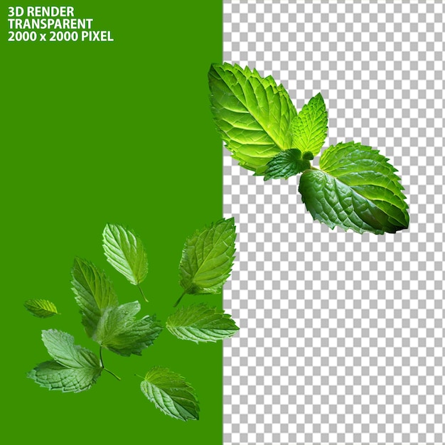 PSD 3D Rendering of mint leaves in isolated transparent