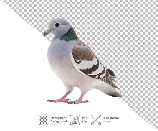 PSD psd aves pigeon bird animal isolated on transparent background