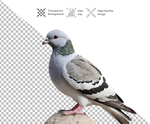 PSD psd aves pigeon bird animal isolated on transparent background