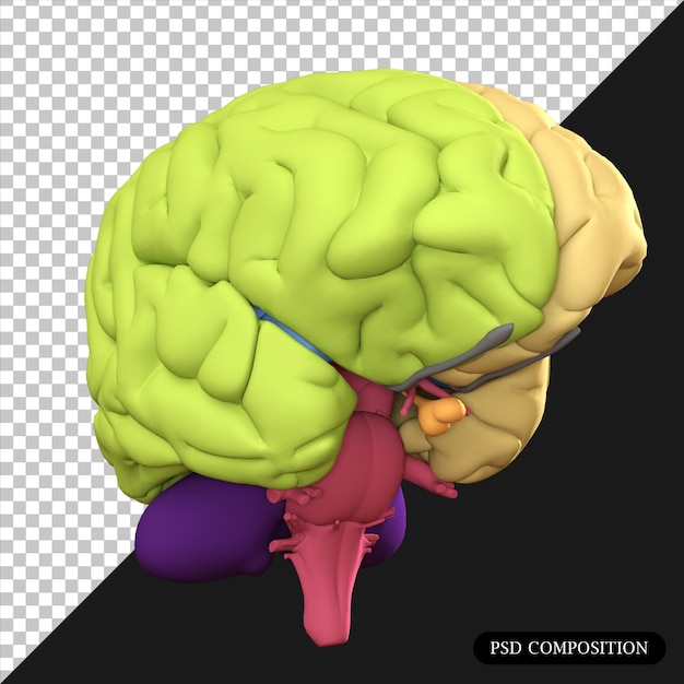 PSD Brain isolated 3D render