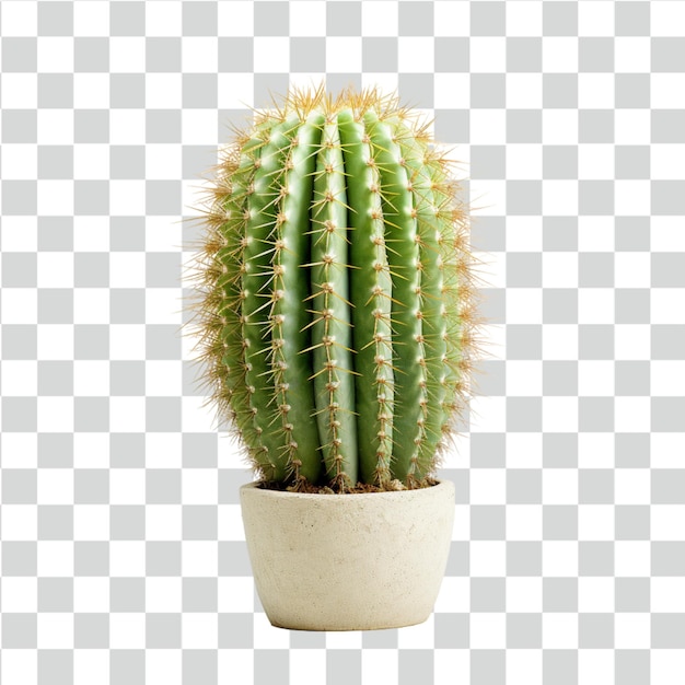 psd cactus transparent