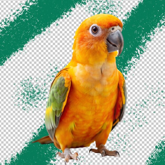 PSD psd colourful parrot on wooden branch isolated on transparent background