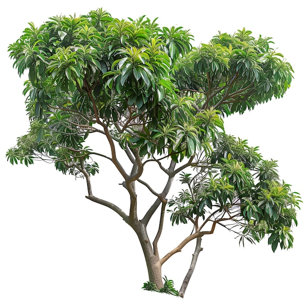 psd cutout tree coccoloba uvifera cut out vegetation