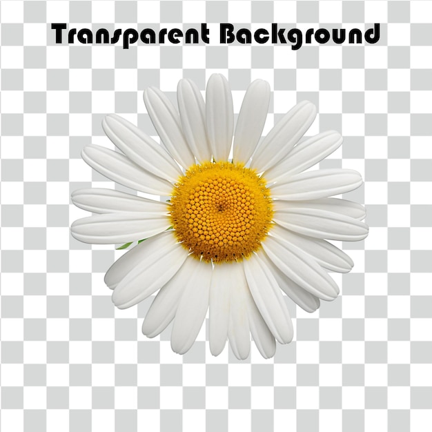 Psd Daisy transparent background