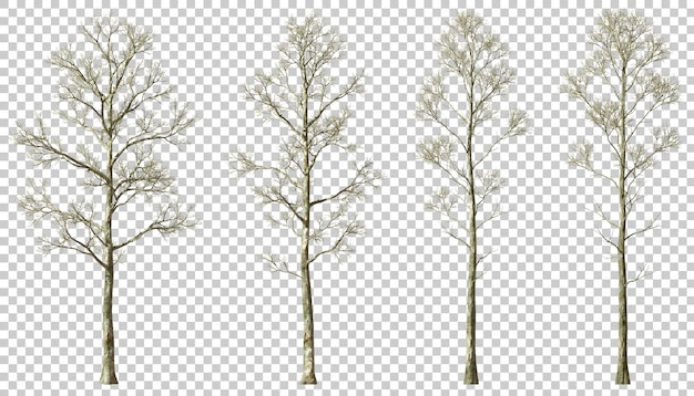 PSD psd die tree branches leafless woods forested cutout transparent backgrounds 3d rendering