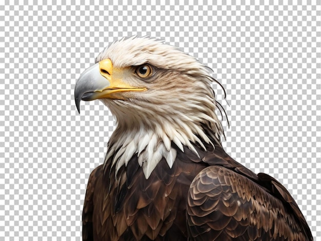 PSD of a eagle