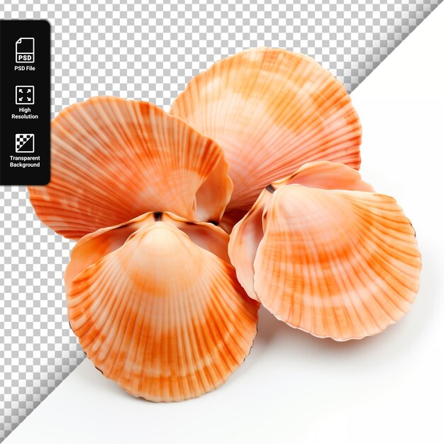 PSD Edible raw scallop isolated on transparent background