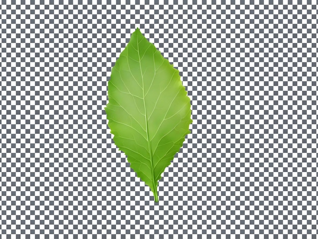 PSD fresh green leak leaf isolated on transparent background