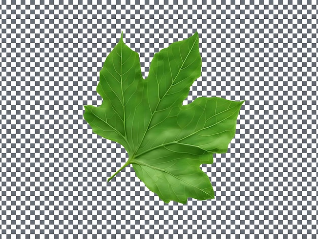 PSD fresh green leak leaf isolated on transparent background