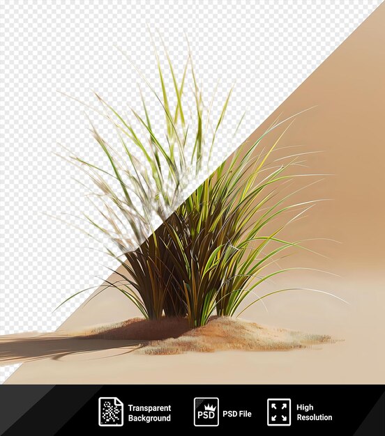 PSD psd grass growing in the sand with a dark shadow in the background png psd