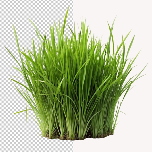 PSD of a grass rendering on transparent background