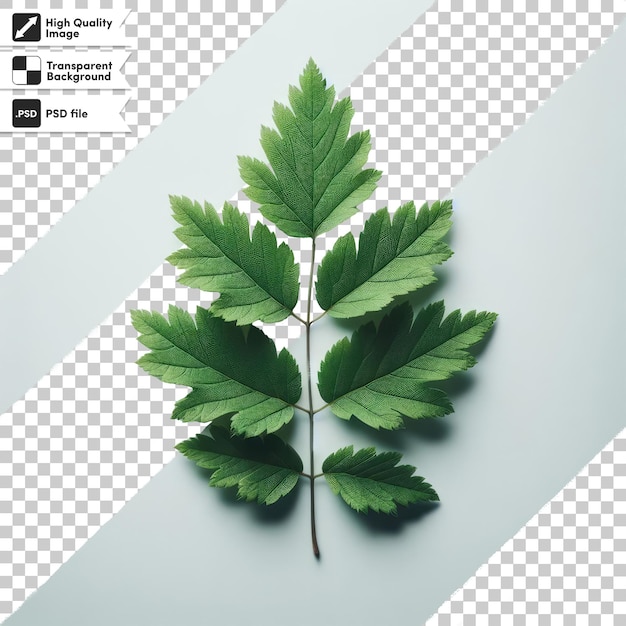 PSD green leaf on transparent background with editable mask layer