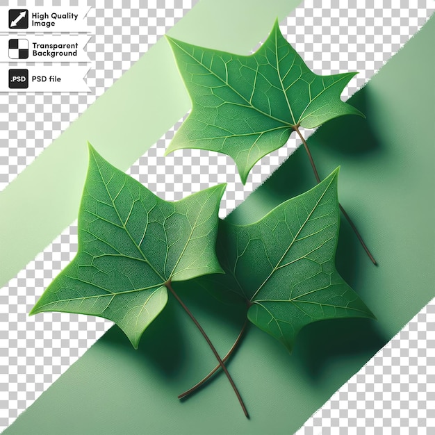 PSD green leaf on transparent background