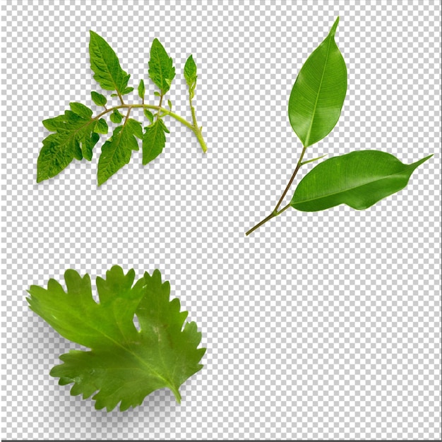 PSD green leaves movement background PNG