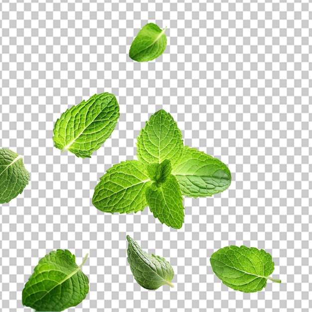 PSD of a green mint leaves falling and flying on transparent background