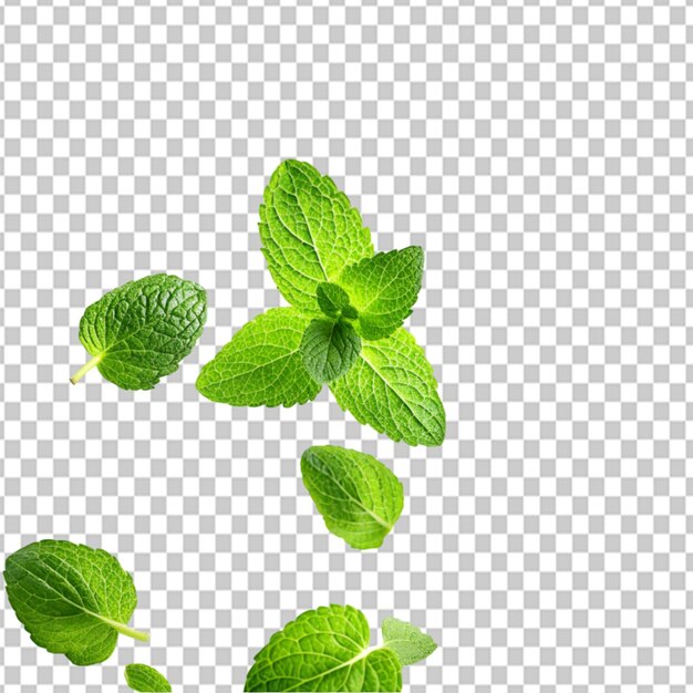 PSD of a green mint leaves falling and flying on transparent background