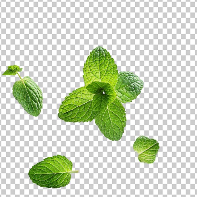 PSD of a green mint leaves falling and flying on transparent background