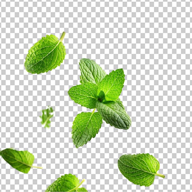 PSD of a green mint leaves falling and flying on transparent background