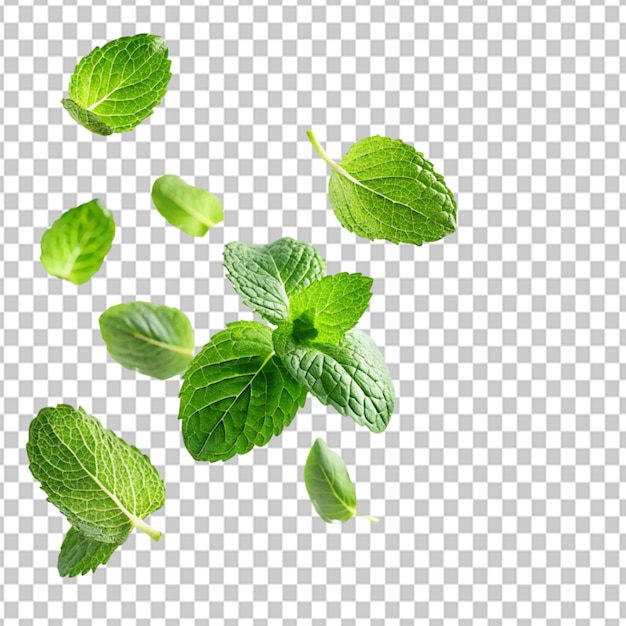 PSD of a green mint leaves falling and flying on transparent background