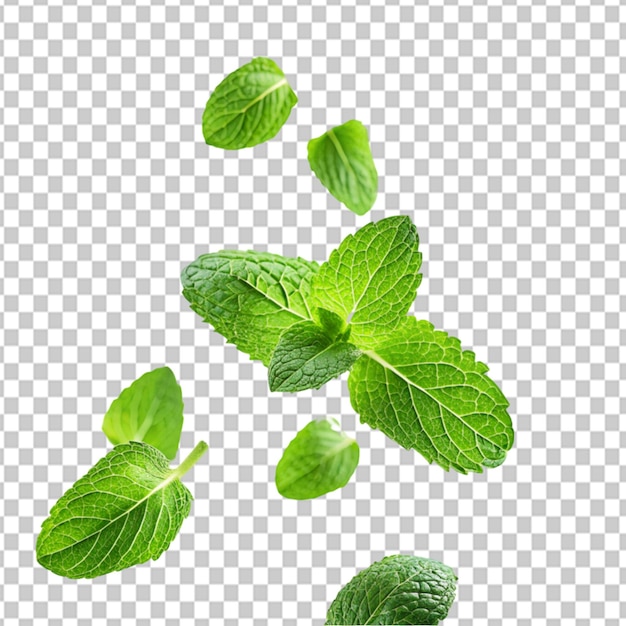 PSD of a green mint leaves falling and flying on transparent background