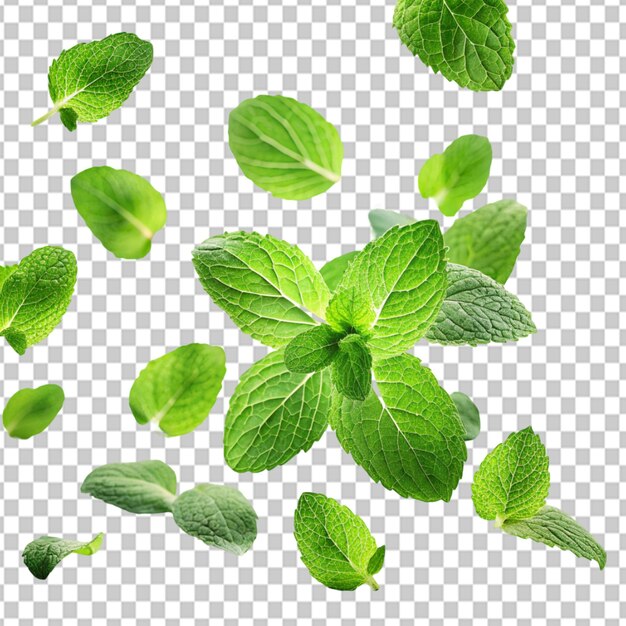 PSD of a green mint leaves falling and flying on transparent background