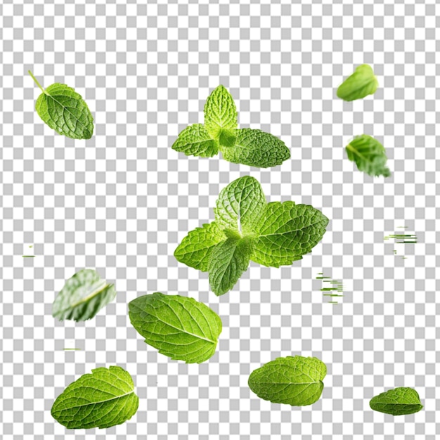 PSD of a green mint leaves falling and flying on transparent background