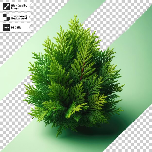 PSD psd green pine tree on transparent background