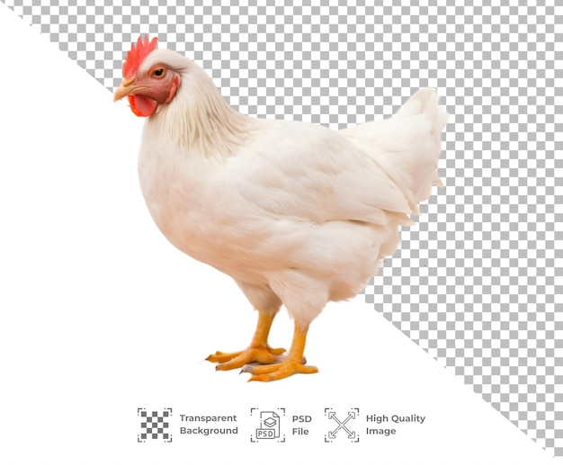 PSD psd hen chicken aves animal isolated on transparent background