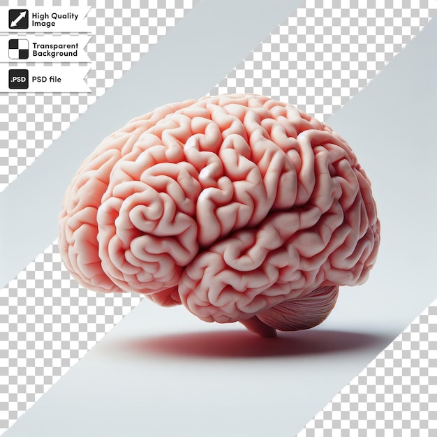 PSD human brain on transparent background with editable mask layer